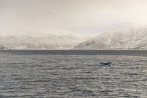 Горбатый хвост кита на поверхности воды — стоковое фото