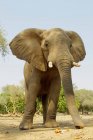 Африканский слон питается капсулами акации — стоковое фото