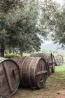 Wooden barrels and olive trees — Stock Photo