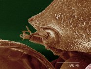 Micrografía electrónica de barrido de daphnia sp - foto de stock