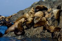 Grupo de leones marinos de california en la costa rocosa - foto de stock
