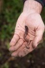 Man holding a worm at the allotment, close-up partial view — Stock Photo