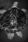 Vue arrière de la tortue nageant sous l'eau — Photo de stock