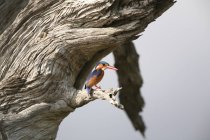 Малахитовый кингфишер на ветке дерева в национальном парке Селус, Танзания — стоковое фото