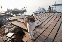 Кошка ходит по деревянному пирсу при ярком солнечном свете — стоковое фото