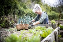 Зрелая женщина садовница, ухаживающая за салатом на кровати — стоковое фото