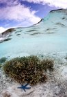 Unterwasserblick auf Steinkorallen, Seestern und Fischschule — Stockfoto