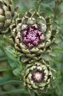 Flowering artichoke plant — Stock Photo