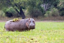 Hippopotamus Grazing no parque nacional do sul de luangwa, na zâmbia — Fotografia de Stock