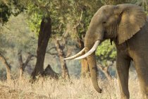Elefante africano o Loxodonta africana caminando al amanecer, Parque Nacional Mana Pools, Zimbabue - foto de stock