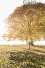 Pareja de pie junto al árbol en otoño - foto de stock