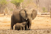 Слон з телятиною в яскравому сонячному світлі — стокове фото