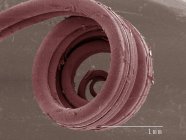 Micrographie électronique à balayage coloré du papillon hirondelle — Photo de stock