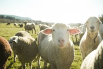 Ovelhas pastando no campo verde à luz do sol — Fotografia de Stock