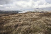 Marshy coastal landscape with cloudy sky, Ireland — Stock Photo