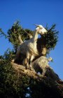 Козы на дереве против голубого неба, эсэуира, марокко — стоковое фото