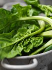 Fresh spinach in colander — Stock Photo