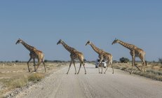 Quattro giraffe che attraversano la strada con cielo blu — Foto stock