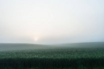 Foggy field of tall grass — Stock Photo