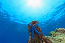 Starfish on coral reef — Stock Photo