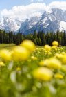 Paysage de montagne avec des fleurs jaunes — Photo de stock