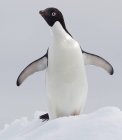 Adelie Penguin gelo floe no oceano sul, 180 milhas ao norte da Antártida Oriental, Antártida — Fotografia de Stock
