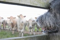 Chien regardant sur les vaches troupeau à travers la clôture — Photo de stock