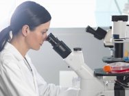 Scientifique observant des cultures au microscope inversé pour la recherche médicale et pharmaceutique — Photo de stock