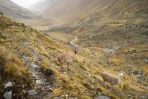 Llamas on Climb to the mountain pass — Stock Photo