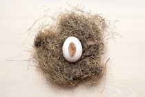 Huevo en nido de aves - foto de stock