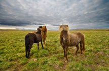 Ponys auf der Weide im ländlichen Raum — Stockfoto