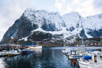 Barcos de pesca no porto, Reine, Lofoten, Noruega — Fotografia de Stock