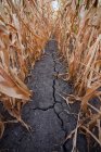 Fissure sur sol sec de champ de maïs — Photo de stock