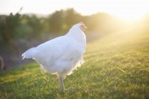 Weiße Henne im Sonnenlicht — Stockfoto
