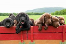 Labrador retriever puppies in wagon — Stock Photo
