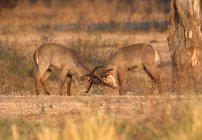 Young waterbucks sparring in meadow with dawn light — Stock Photo