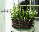 Garden plant with white flowers in wicker basket on shed — Stock Photo