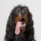 Собака Гордон Дік з висунутим язиком, крупним планом постріл — стокове фото