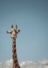 Вид спереди на жирафа с синим небом на фоне — стоковое фото