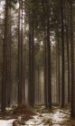 Еловый лес зимой, Дув-Млын, Чехия — стоковое фото