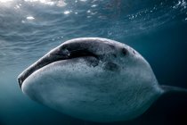 Китова акула плаває під водою — стокове фото