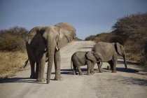 Adulto y dos elefantes jóvenes cruzando la carretera rural - foto de stock