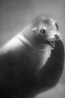 Cropped view of sea lion underwater — Stock Photo