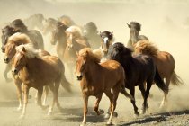 Ісландські коні біжать на пиловій землі — стокове фото