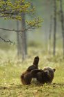 Cucciolo di orso bruno che gioca nella foresta di Taiga, Finlandia — Foto stock