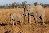 Mutter und Elefantenbaby — Stockfoto