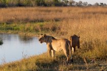 Молодими левиці на бродінні з трави і дерев на тлі, Ботсвани — Stock Photo