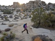 Backpackerin wandert mit Trekkingstöcken im Joshua Tree Nationalpark in der Mojave Wüste in Südkalifornien November 2012. — Stockfoto