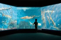 Мальчик наблюдает за акулами в аквариуме — стоковое фото