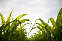 Giovani piante di mais verde sotto cielo nuvoloso blu — Foto stock